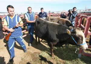 Kurban timi iş başında